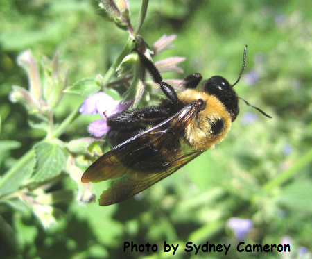 Bee Stings, BeeSpotter, University of Illinois